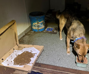 Pies ogrzał mnie swoim ciałem i ocalił życie. Niezwykła historia z Podlasia