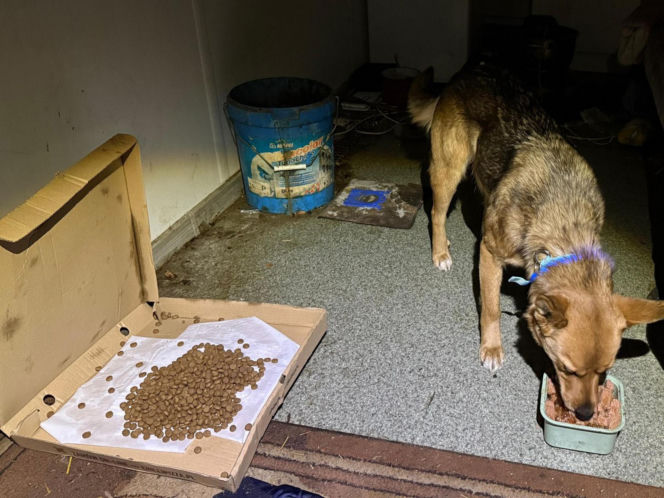 "Pies ogrzał mnie swoim ciałem i ocalił życie". Niezwykła historia z Podlasia