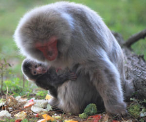 Cud narodzin w ZOO Leśne Zacisze! Na świat przyszła mała małpka