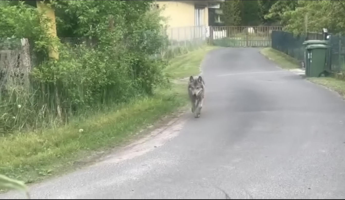Wilk w Brzózkach