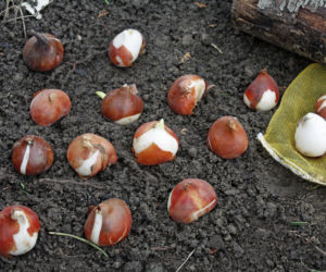 Sadzenie cebul tulipanów