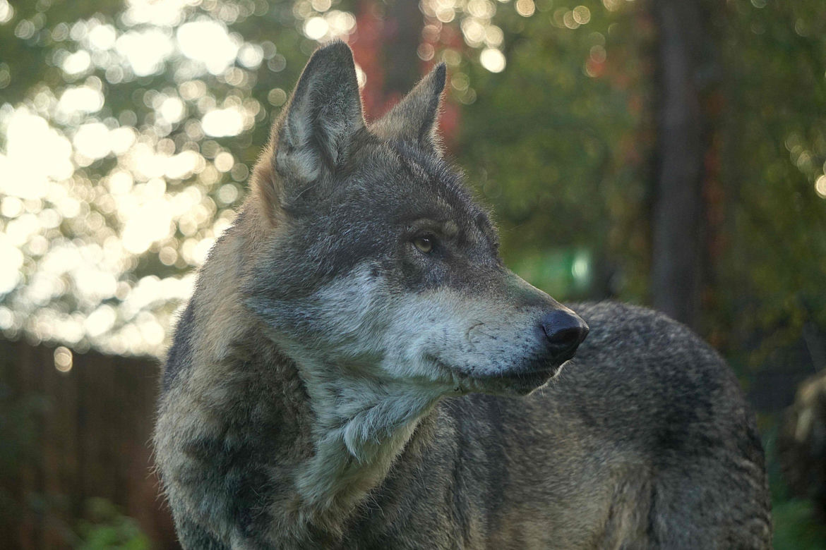 Weekendowe atrakcje we wrocławskim zoo: Dzień Wilka i charytatywny "Dziki Bieg"