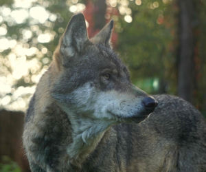 Weekendowe atrakcje we wrocławskim zoo: Dzień Wilka i charytatywny Dziki Bieg