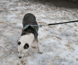 Spacer z pieskami w Lesznie