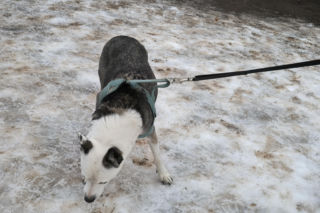 Spacer z pieskami w Lesznie