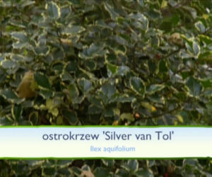 Jesień w ogrodzie: jakie rośliny upiększą nasz ogród jesienią?