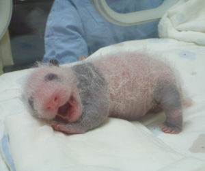 Panda wielka w zoo w Tajpej