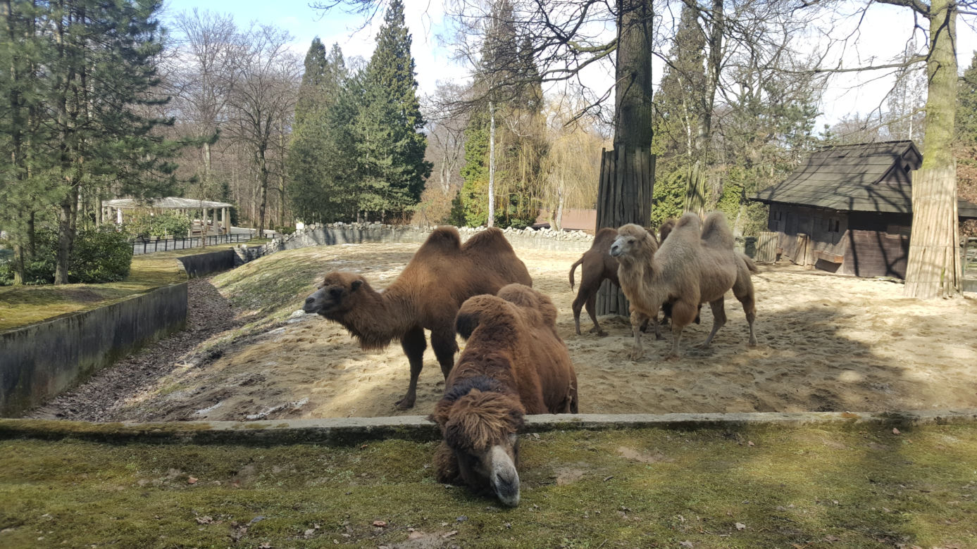 Nowe maluchy w krakowskim zoo! [GALERIA ZDJĘĆ, AUDIO]