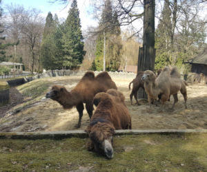 Nowe maluchy w krakowskim zoo! [GALERIA ZDJĘĆ, AUDIO]