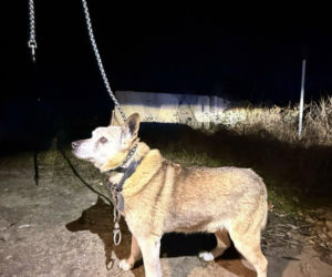 Bestialstwo pod Oławą. Ktoś przywiązał psa stalową linką i zostawił na pewną śmierć