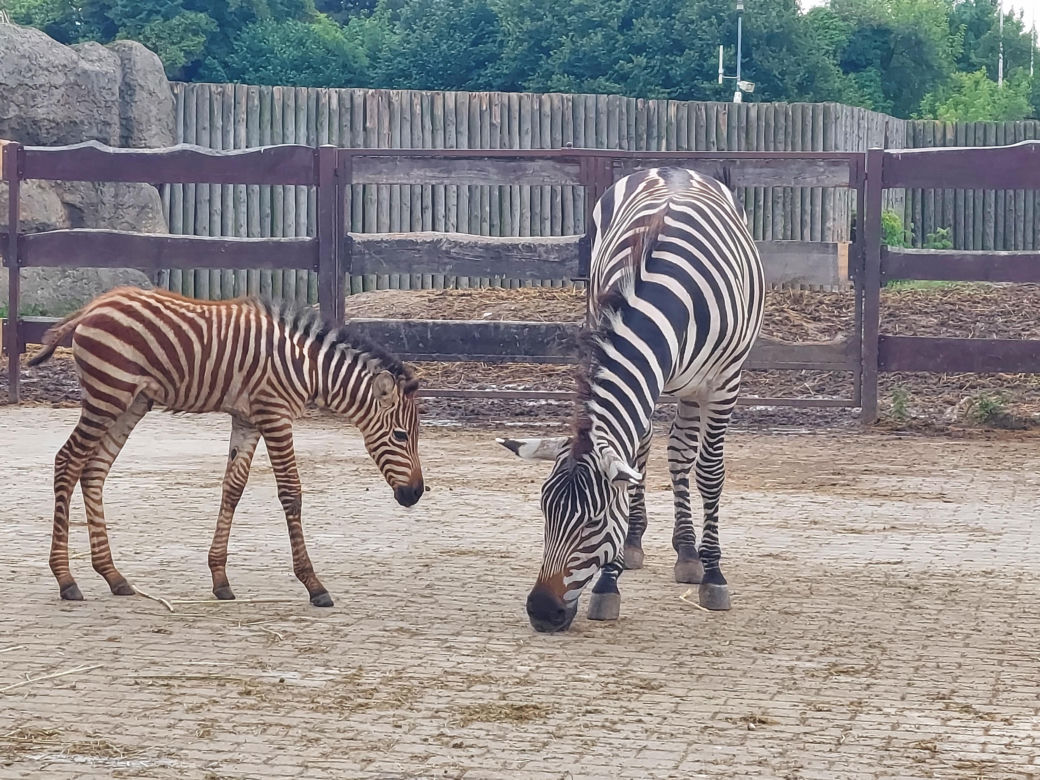 Mała zebra w zamojskim ZOO