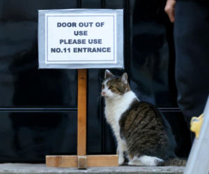 Oto Larry. Chief Mouser to the Gabinet Office