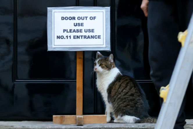 Oto Larry. Chief Mouser to the Gabinet Office