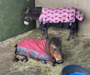 Joanna Krupa odwiedza schronisko dla zwierząt