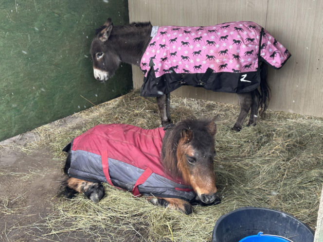 Joanna Krupa odwiedza schronisko dla zwierząt