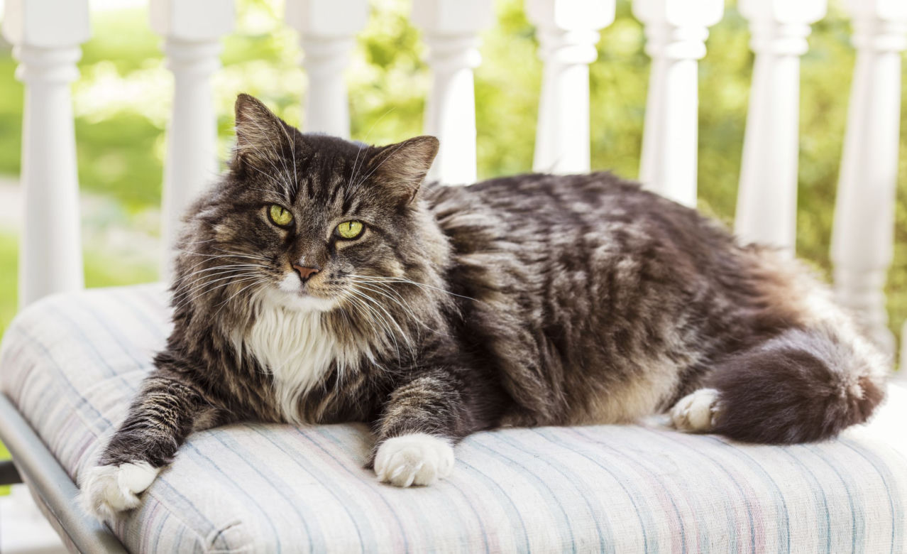 Kot maine coon