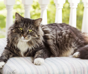 Kot maine coon