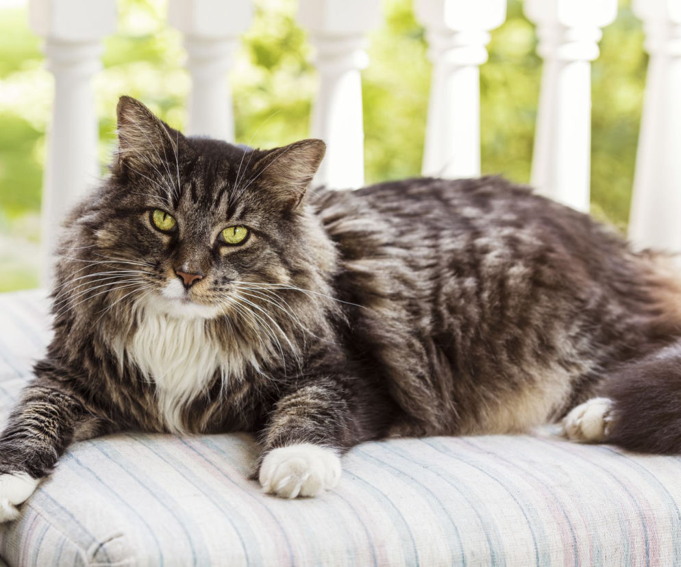Kot maine coon