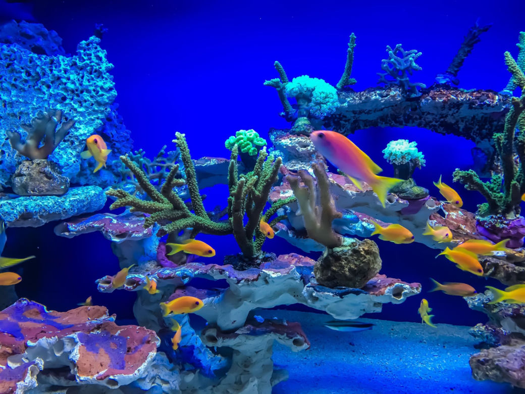 Kasprzyk, Kurowska i Kaliszuk w Oceanarium