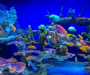 Kasprzyk, Kurowska i Kaliszuk w Oceanarium