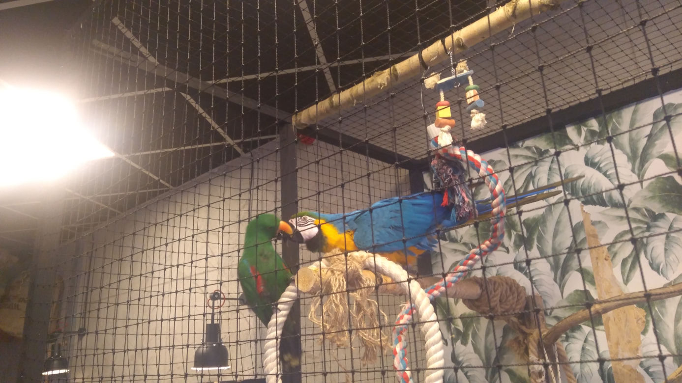 Parrot Coffee