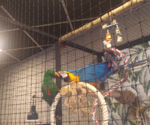 Parrot Coffee