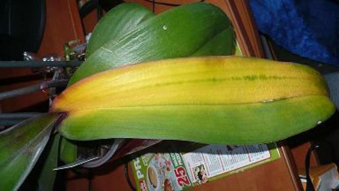 Gnijący storczyk Phalaenospis