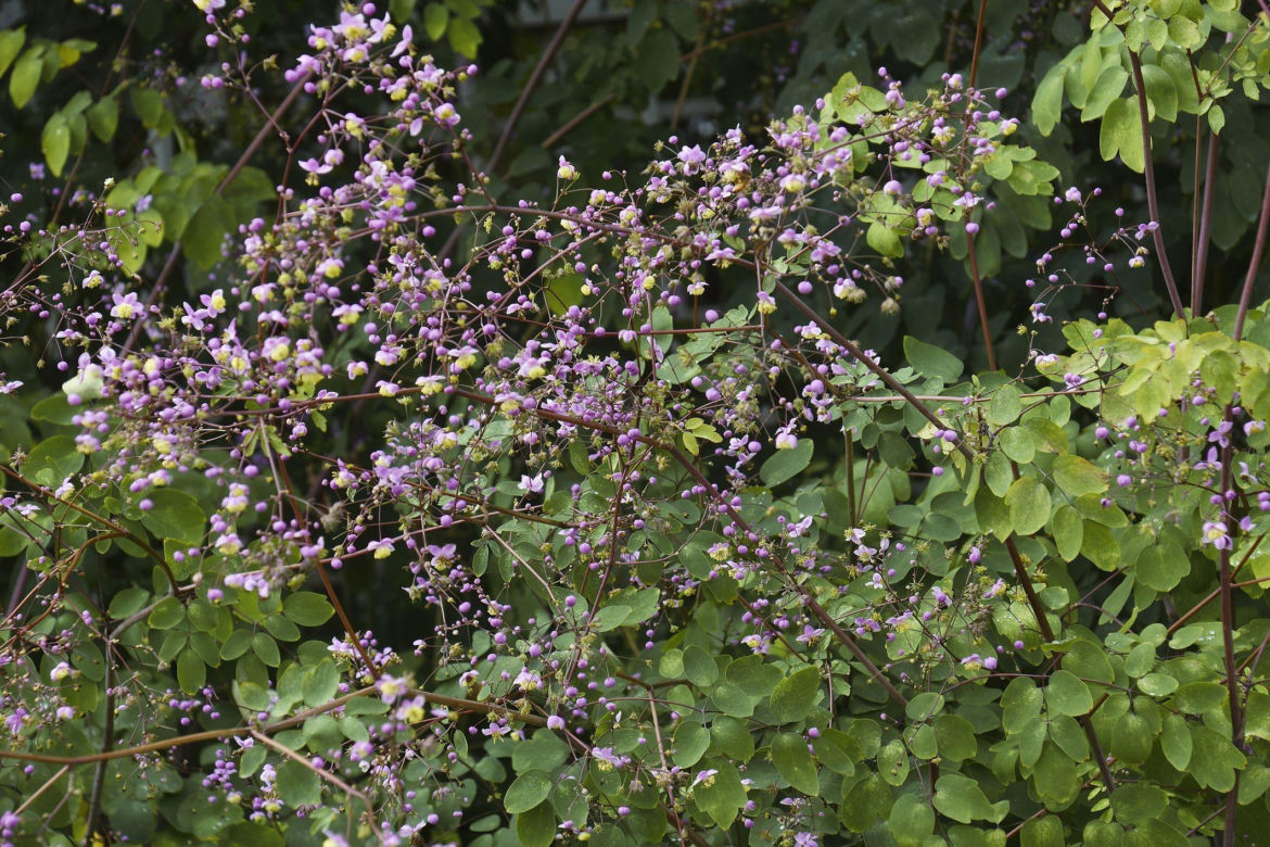 Rutewka Delavaya