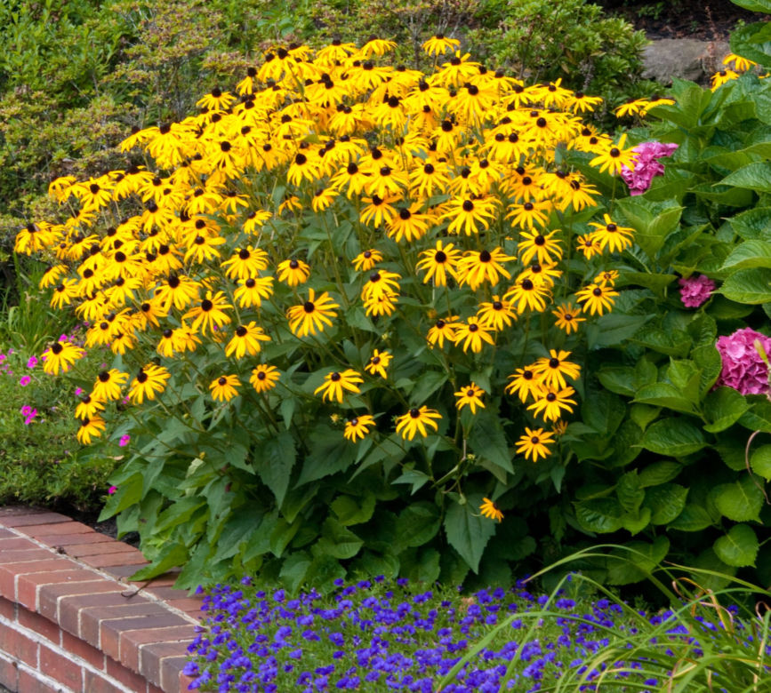 Rudbekia dwubarwna