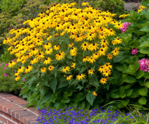 Rudbekia dwubarwna