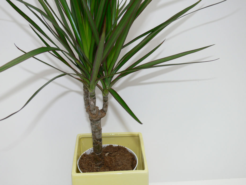 Dracena obrzeżona
