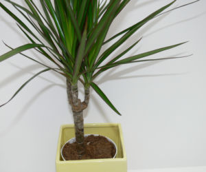Dracena obrzeżona