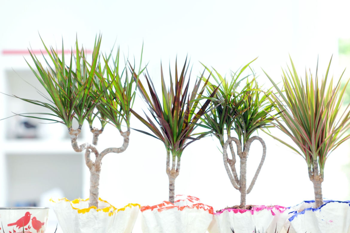 Dracena obrzeżona