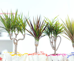 Dracena obrzeżona