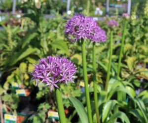Allium aflatunense