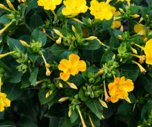 Dziwaczek jalapa