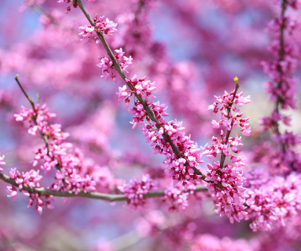 Kwiaty wyrastają z pnia, a liście mają kolor wina. Idealne do małych ogrodów