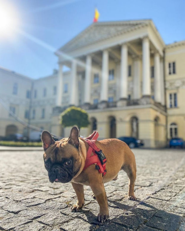 Bąbel może, a my nie. Gdzie wejdziesz z psem do urzędu? 