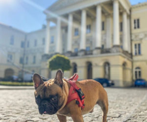 Bąbel może, a my nie. Gdzie wejdziesz z psem do urzędu? 