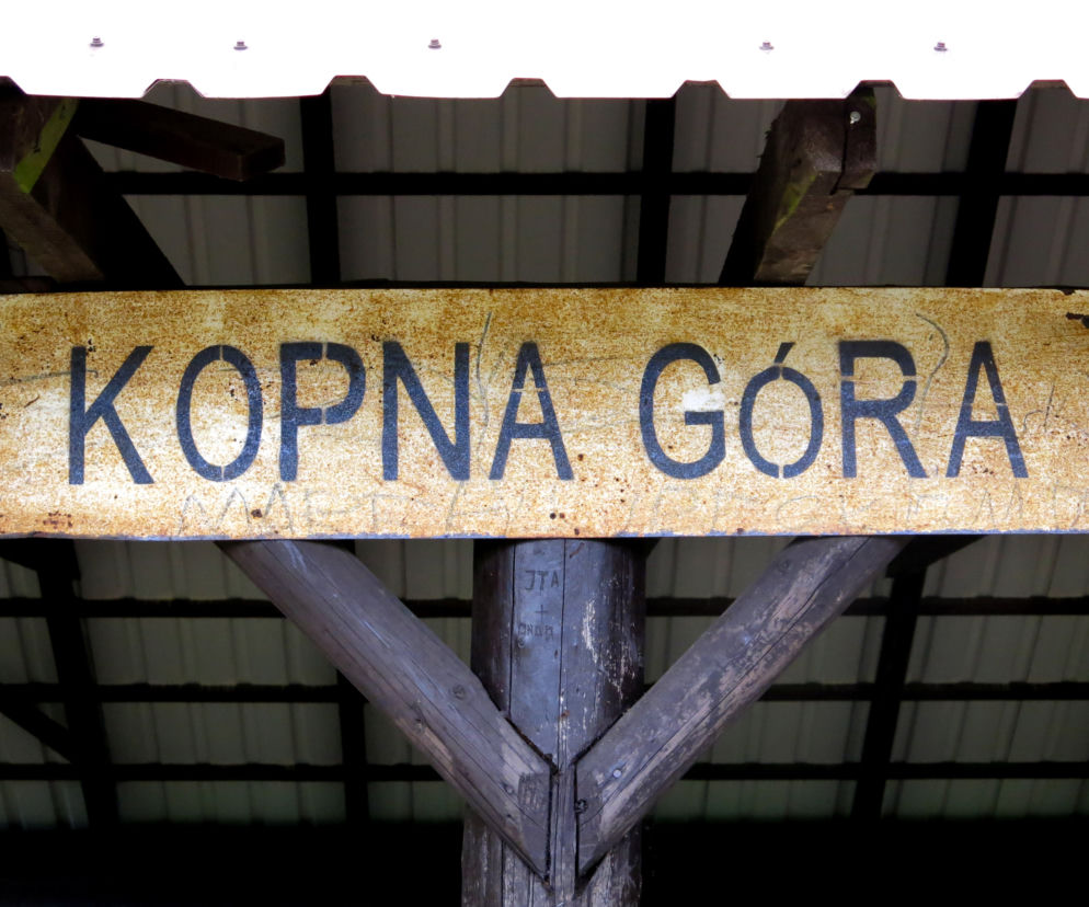 W Kopnej Górze powstaje pokazowa zagroda żubrów