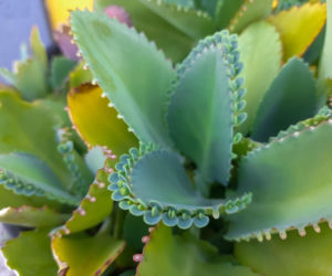 Żyworódka pierzasta: odkryj jej niezwykłe właściwości zdrowotne!