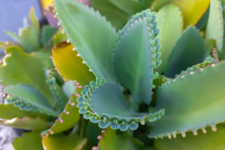 Żyworódka pierzasta – wielki powrót na parapety. Dlaczego wszyscy znów chcą mieć tę niezwykłą roślinę?