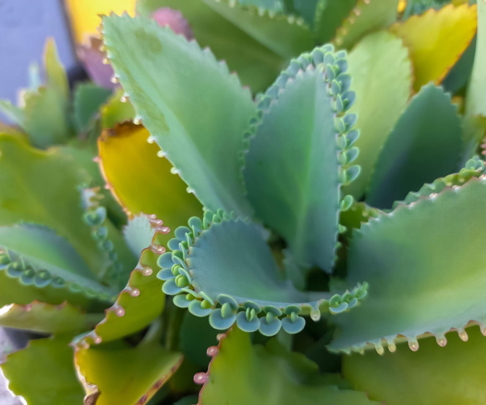 Żyworódka pierzasta: odkryj jej niezwykłe właściwości zdrowotne!