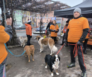 Spacer z pieskami w Lesznie