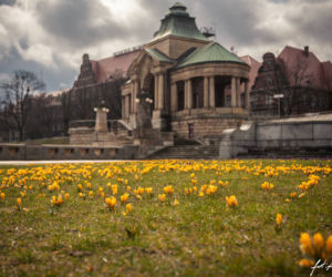 Krokusy w Szczecinie