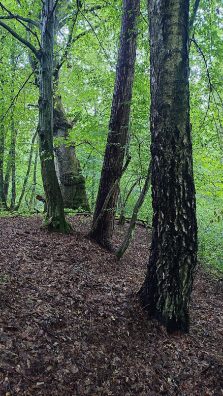 Nowy rezerwat w Świętokrzyskiem „Papiernia”