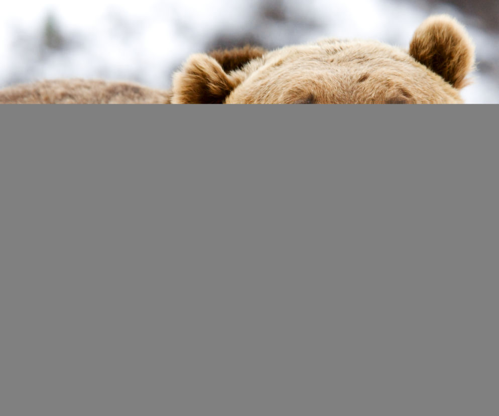 Grizzly 