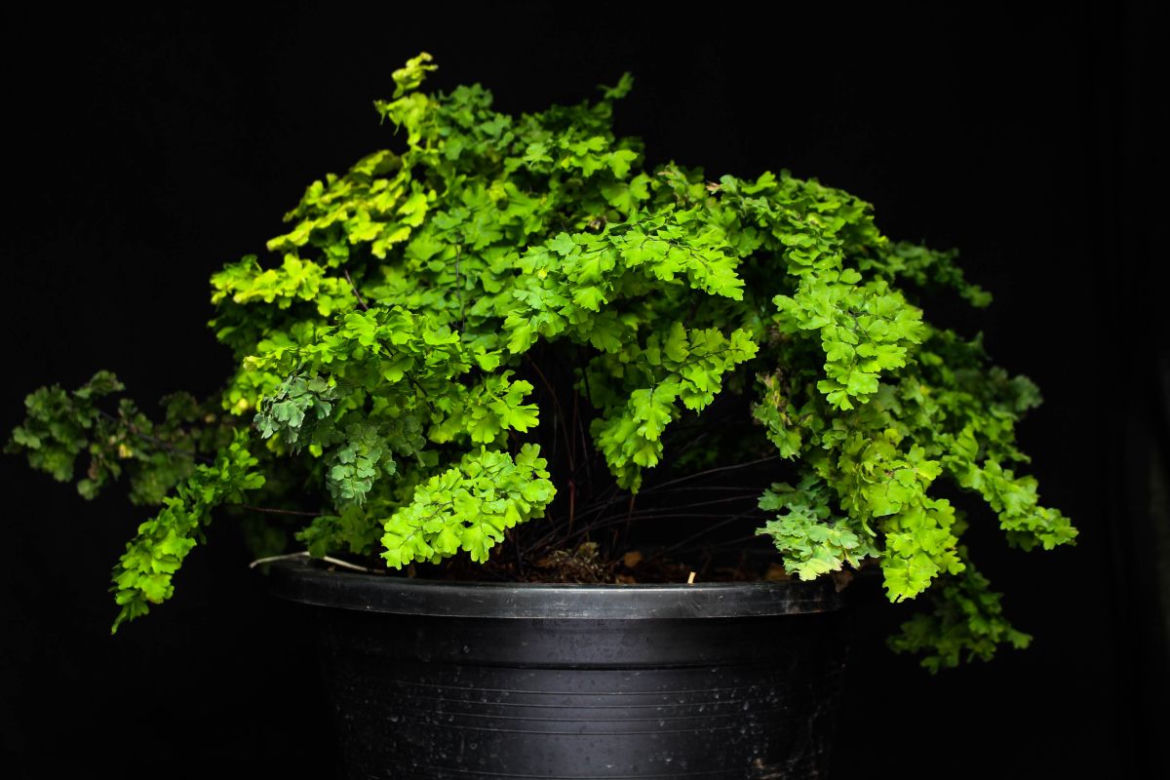 Adiantum