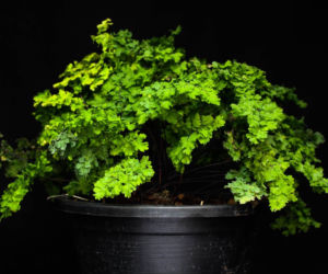 Adiantum