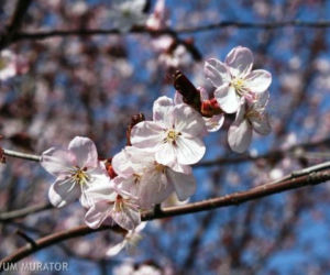   Prunus cerasifera 'Woodii' - śliwa wiśniowa 'Woodii' 